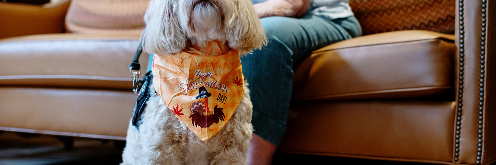 A dog sitting with a thanksgiving bandana on around it's neck. A dog sitting with a thanksgiving bandana on around it's neck.