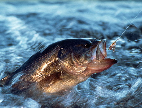 A bass fish on a fishing line.