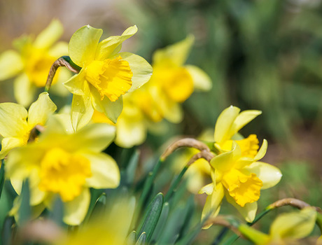 Yellow flowers.