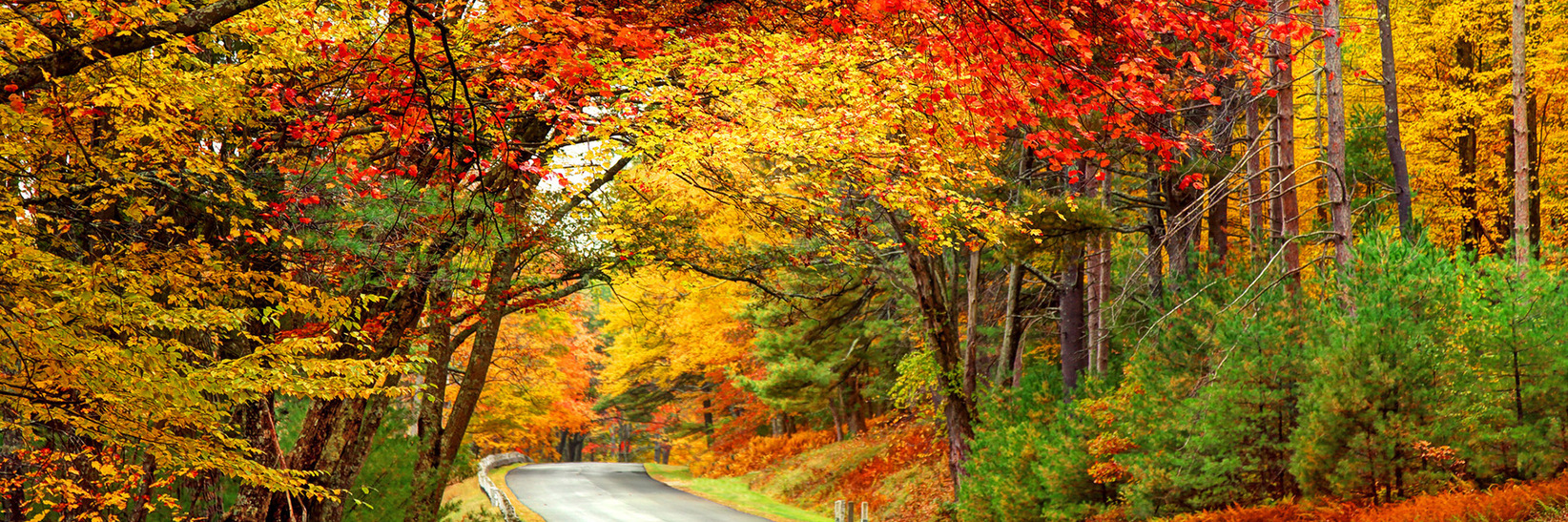 A road surrounded by fall colored trees.
