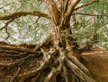 A tree with large roots.