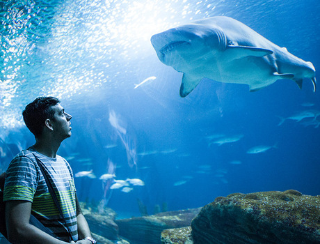 A person looking at a shark in an aquarium.