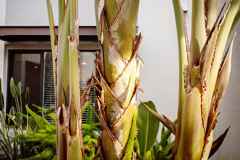 Palm trees outside.