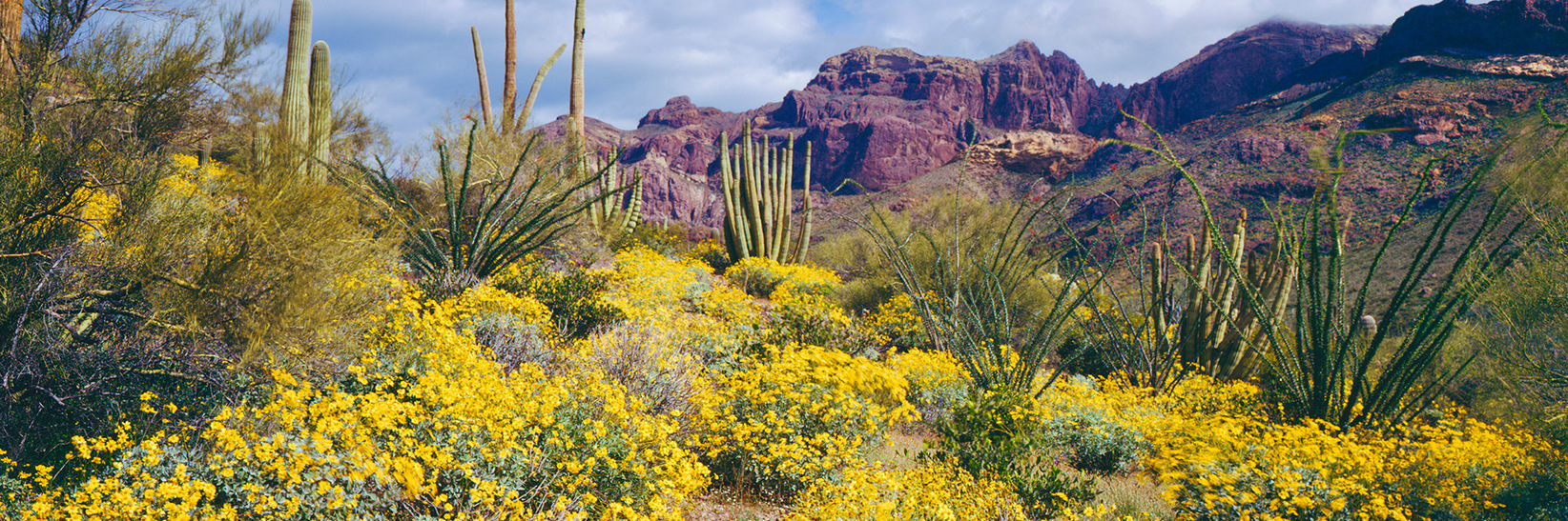 A desert in Tucson. A desert in Tucson.