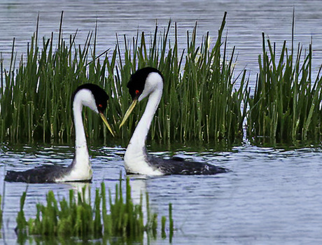 Two western grebe birds floating on a pond in the Tanner Springs Park in Portland, Oregon.
