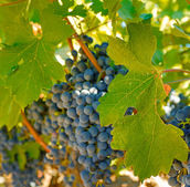 Grapes hanging from a tree.