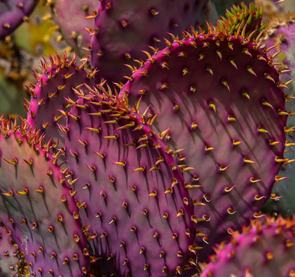Cactus