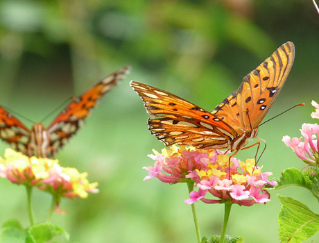 A Monarch butterfly on a pink flower.