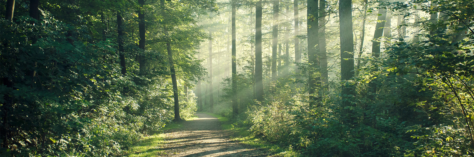 Sun shining through the trees in the woods. Sun shining through the trees in the woods.