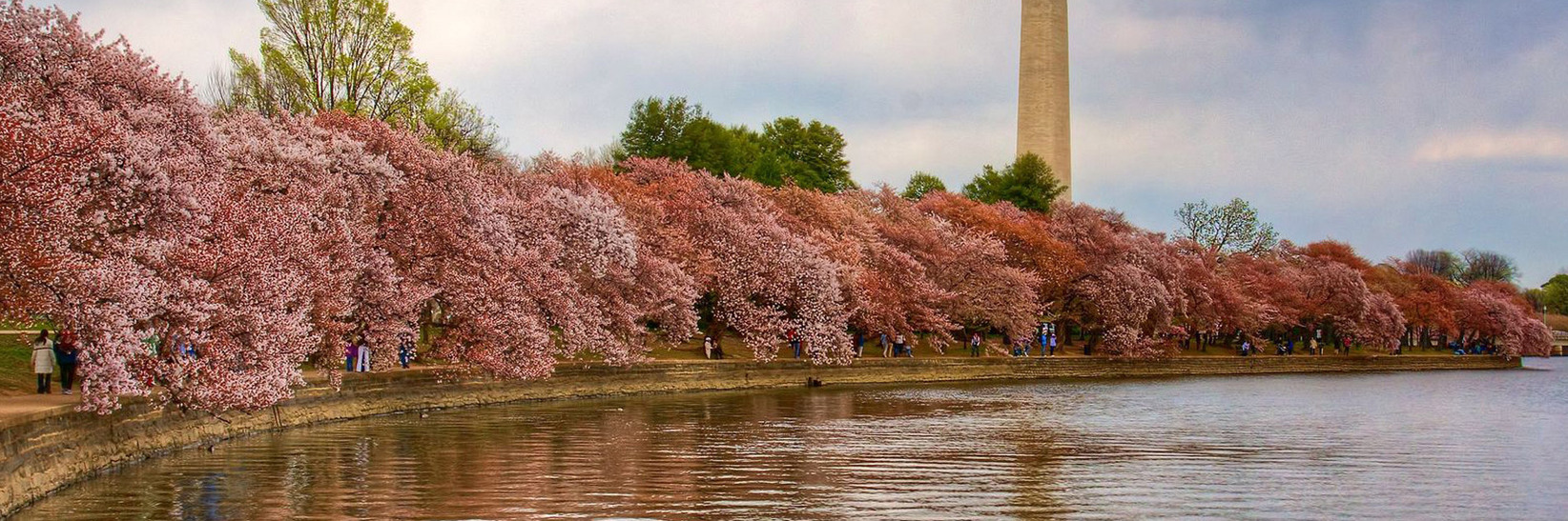 Cherry blossoms and The Washington Monument in Washington D.C. Cherry blossoms and The Washington Monument in Washington D.C.