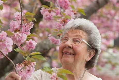 A resident stops to smell some vibrant flowers on a tree while walking past at The Preston at the Park Cities, a senior living community in Dallas.