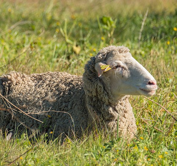 A lone sheep laying in the grass.