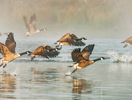 Geese flying around water.