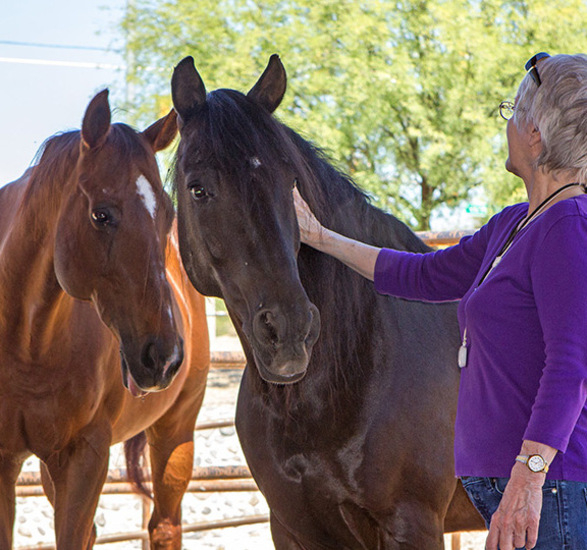 A person petting a horse.