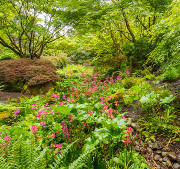 Japanese gardens at Bellevue Botanical Garden