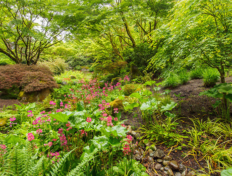 A Japanese garden at the Bellevue Botanical Garden.