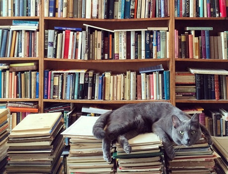 Stacks and stacks of colorful books with a lazy cat sleeping on top of a stack of books. 