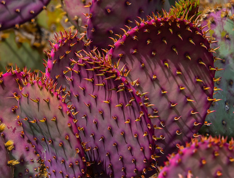 colorful cactus
