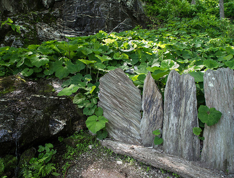 Greenery in a garden.