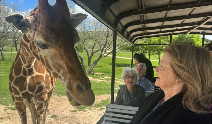 A woman is on a safari looking at a giraffe. 