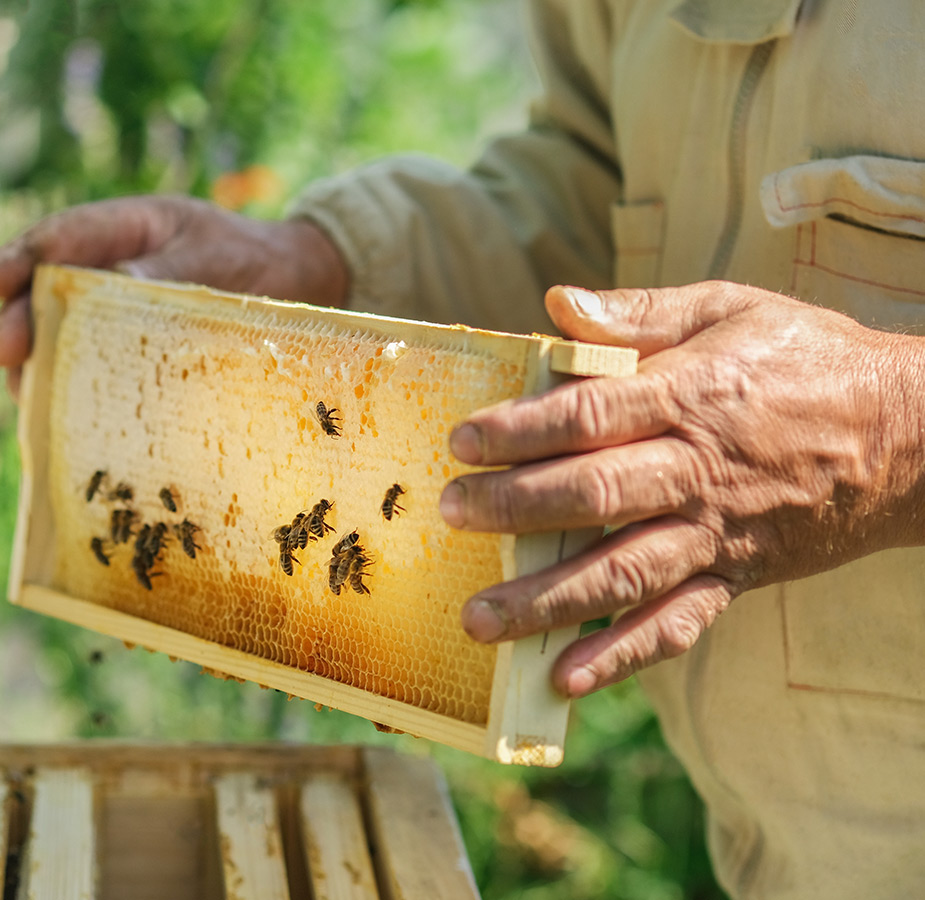Hands holding a honeycomb of bees.
