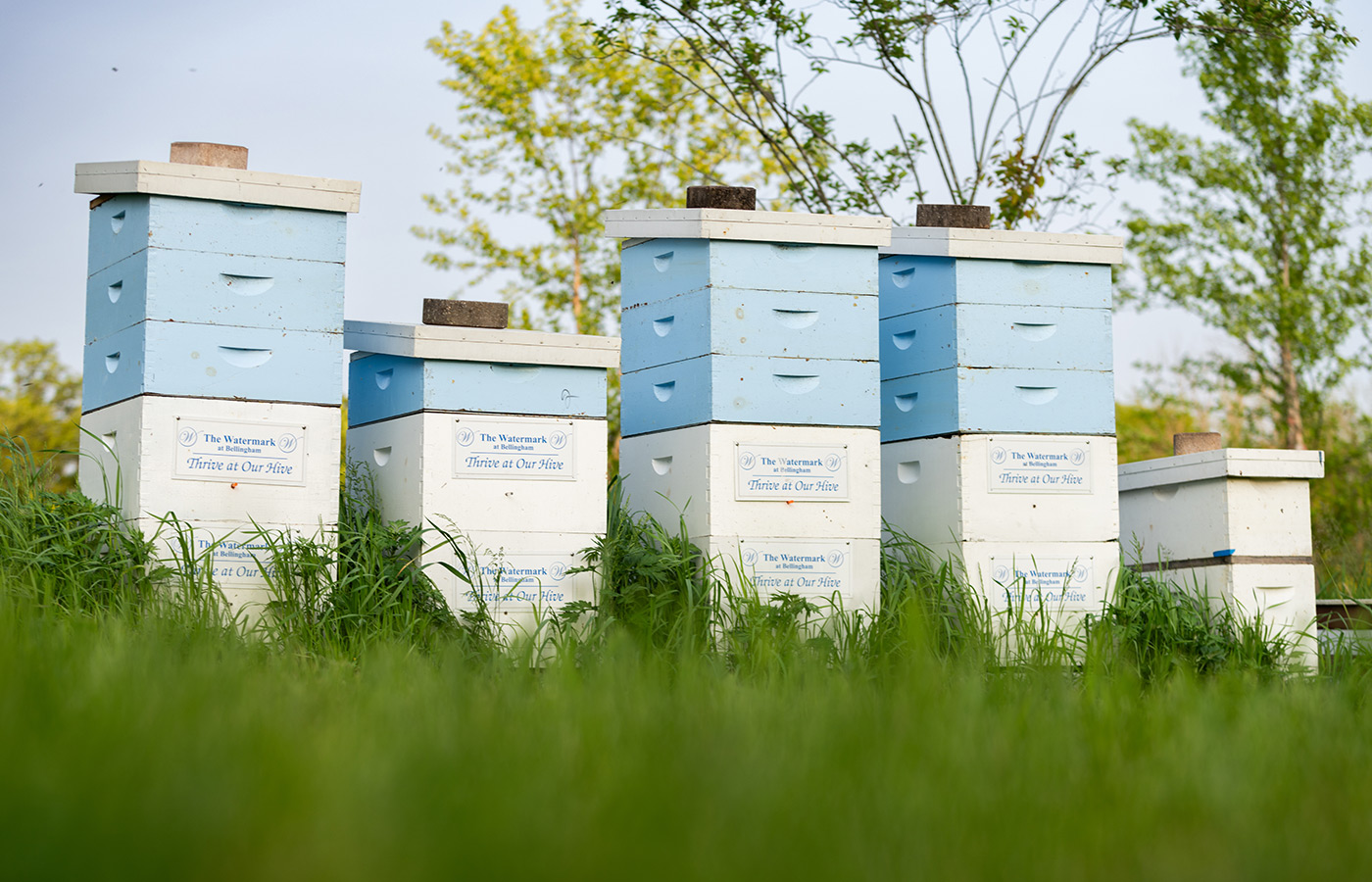 Bee hive towers in the grass.