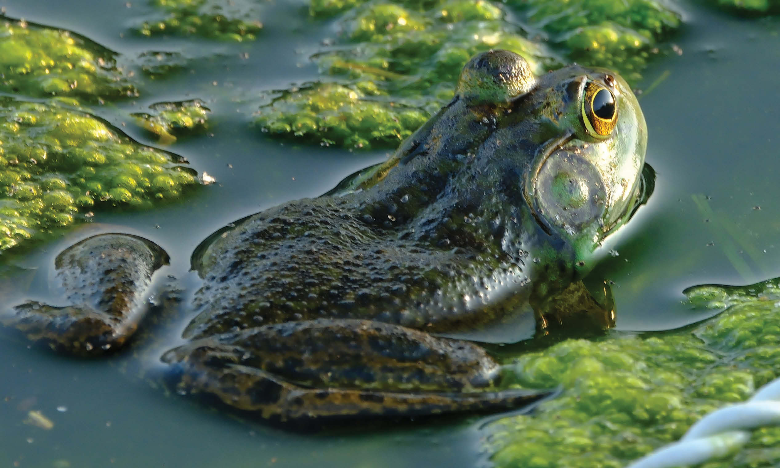 Frog in pond artwork