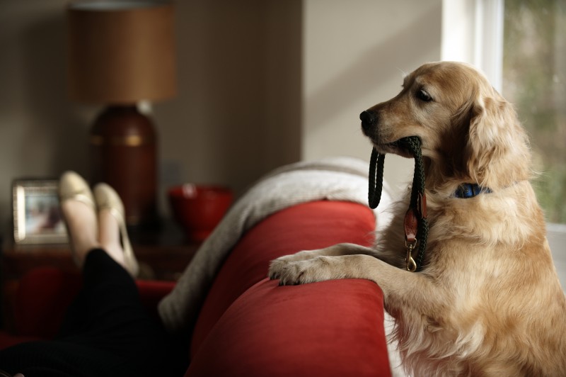 Dog with leash with a paw on sofa.