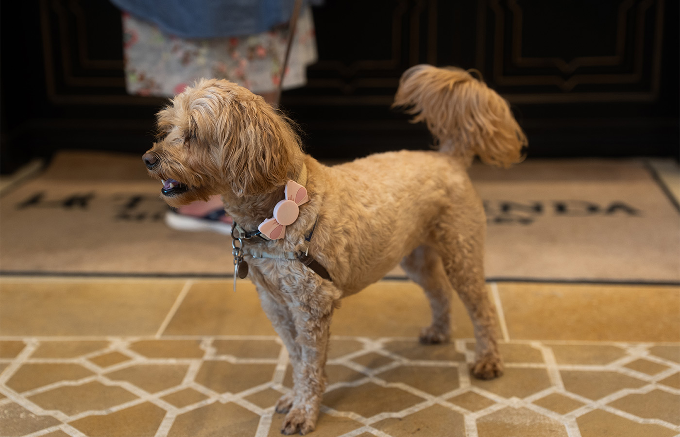 A dog on a leash.