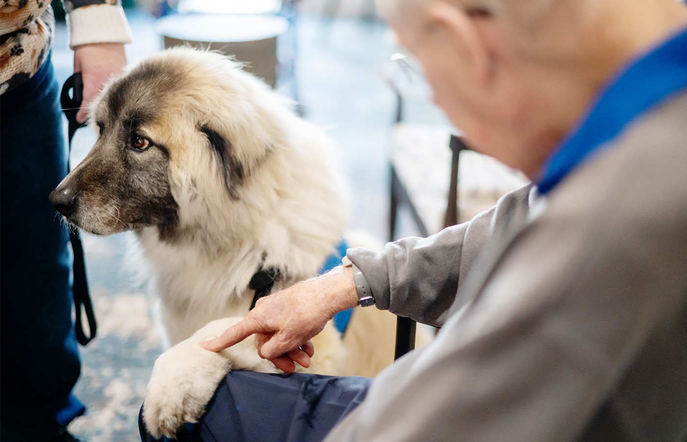 A person petting a dog.