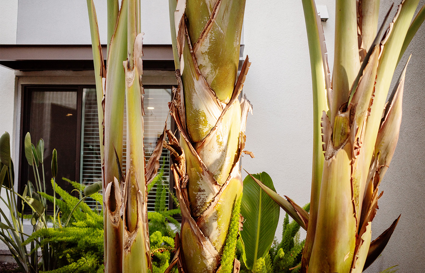 Palm trees outside.