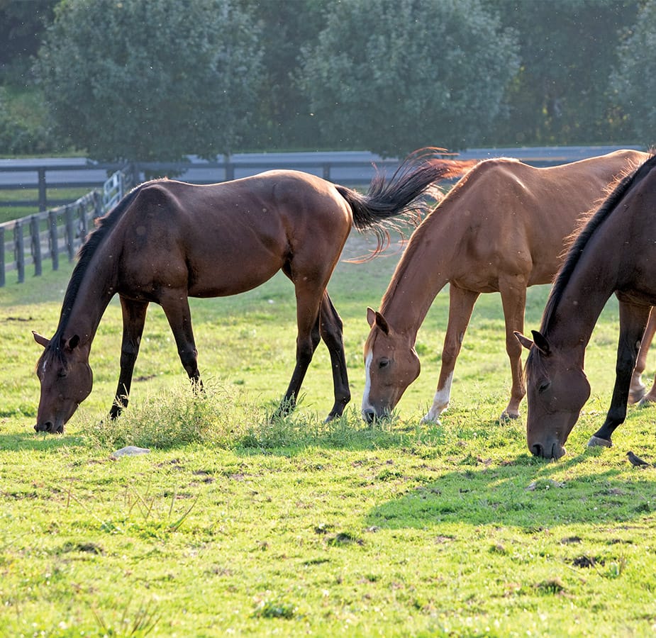 A few horses eating grass.