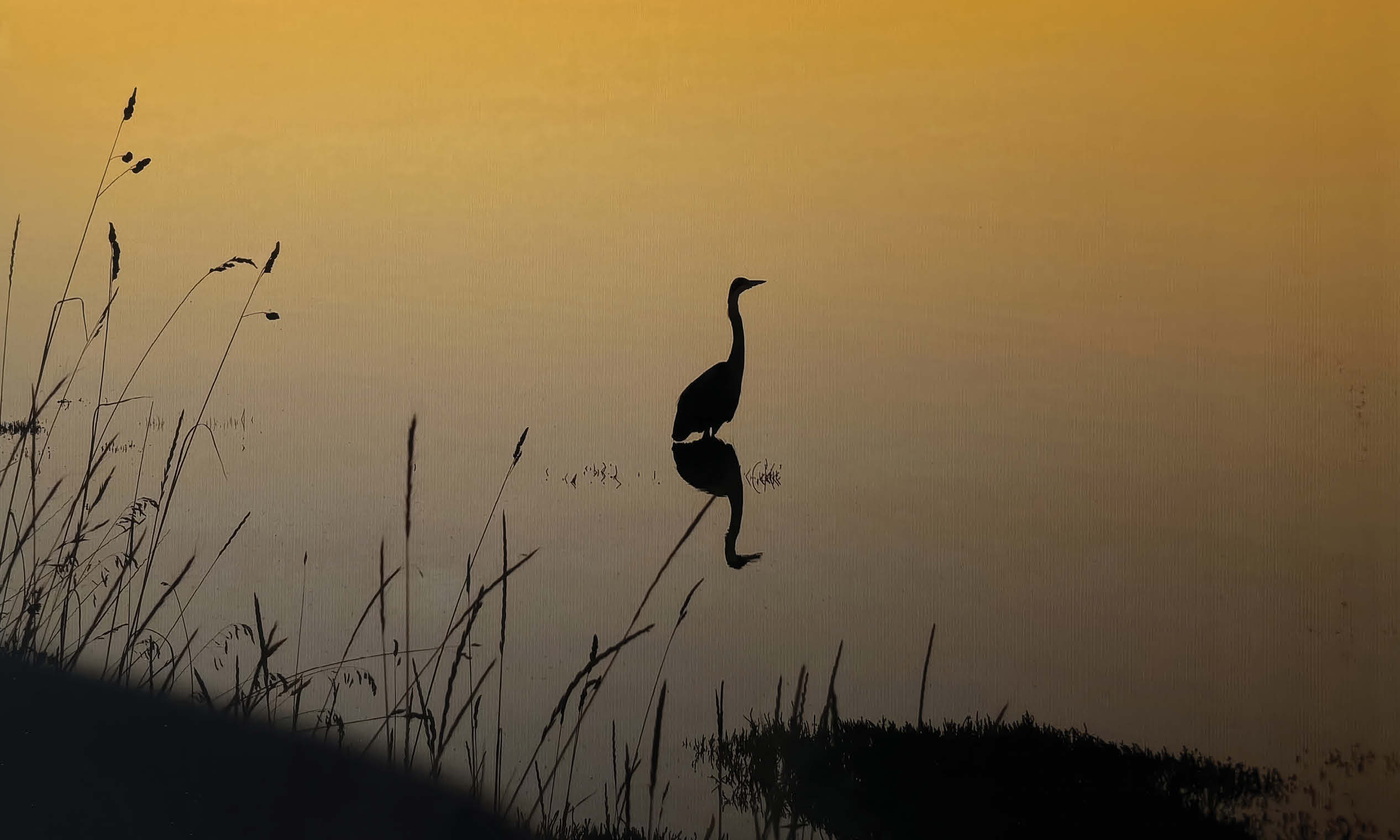 Photo of crane with reflection in water at sunset.