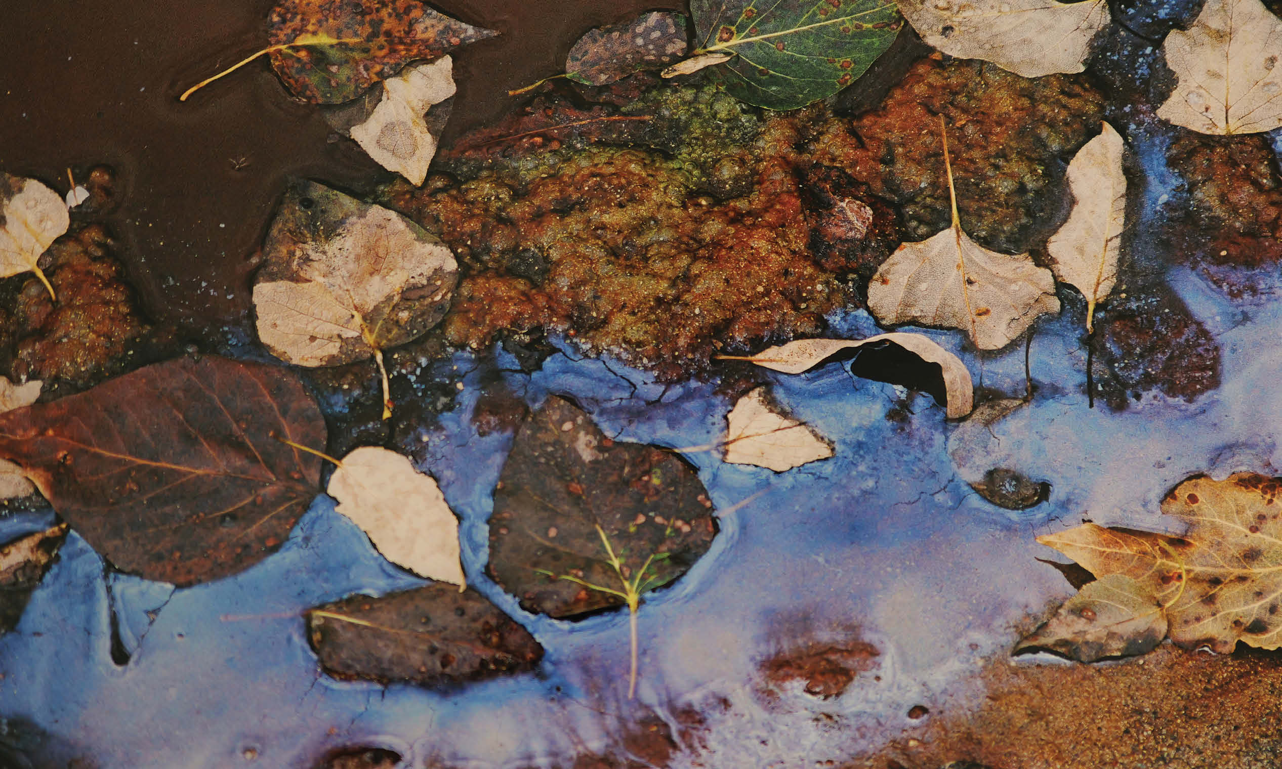 leaves in stream artwork