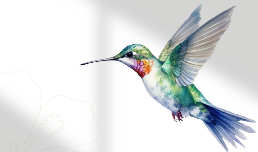 Hummingbirdart850x500 A colorful hummingbird drawing.