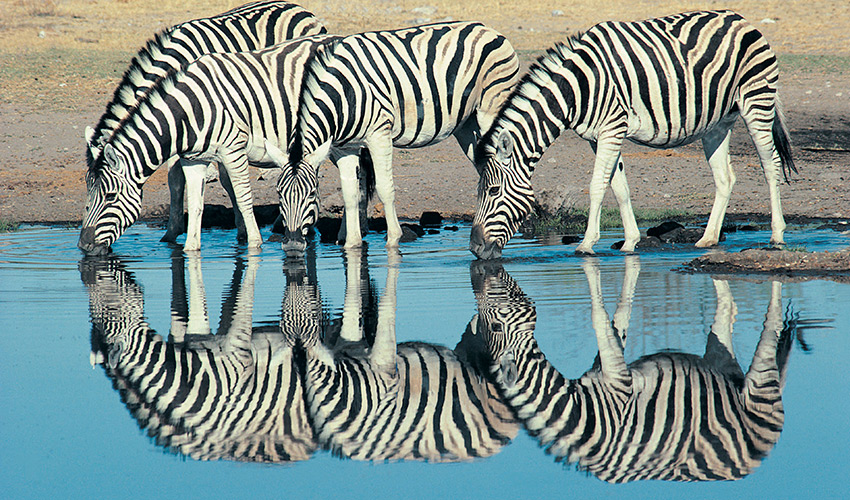 A group of zebras drinking from a pond.