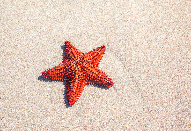 Bright orange starfish on the sand.