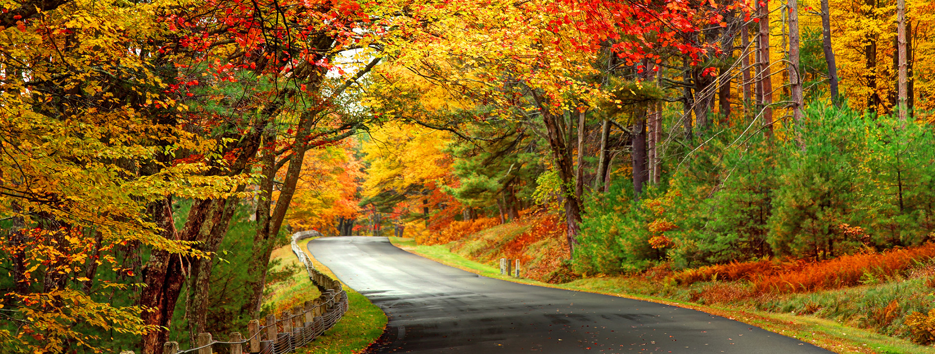 A road and trees in the fall.