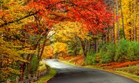 Autumn Yellow Trees