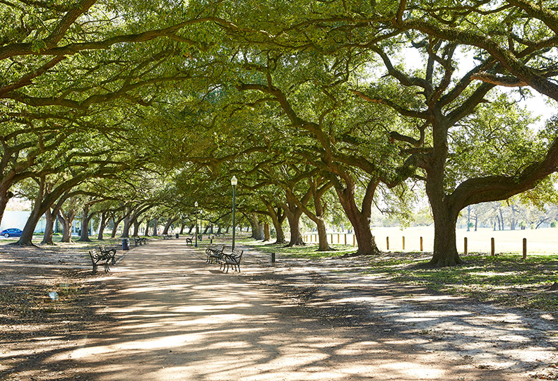 A long wide pathway surrounded by trees in Hermann Park.
