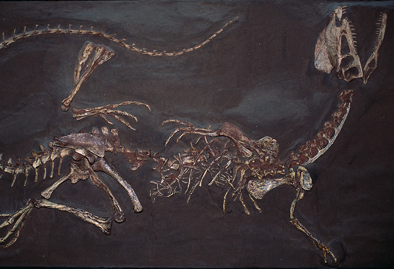 A dinosaur skeleton.