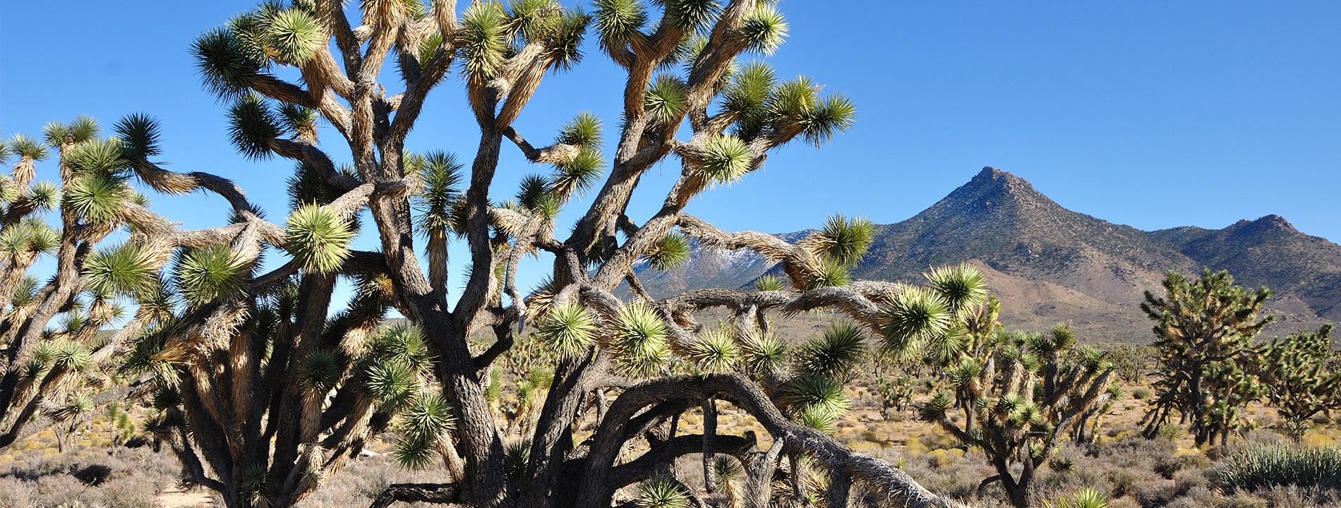 A close up of a tree within Joshua Tree.