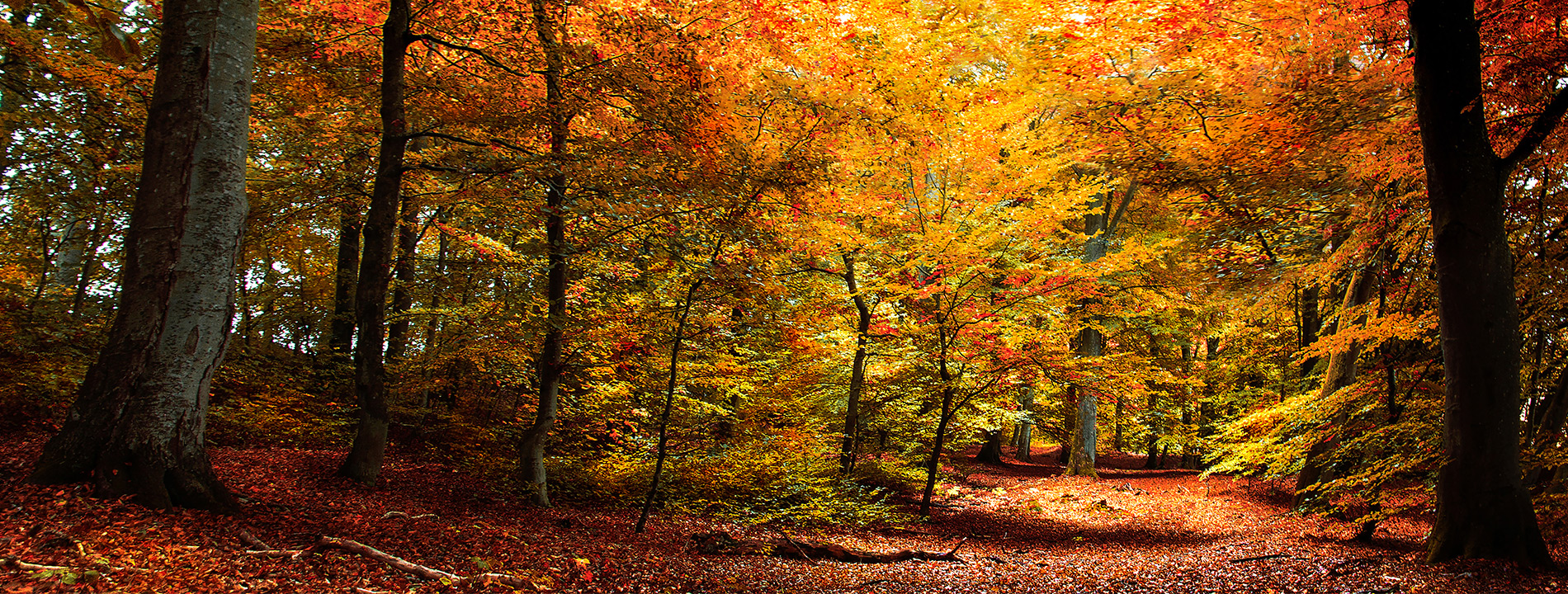 Fall colored trees.