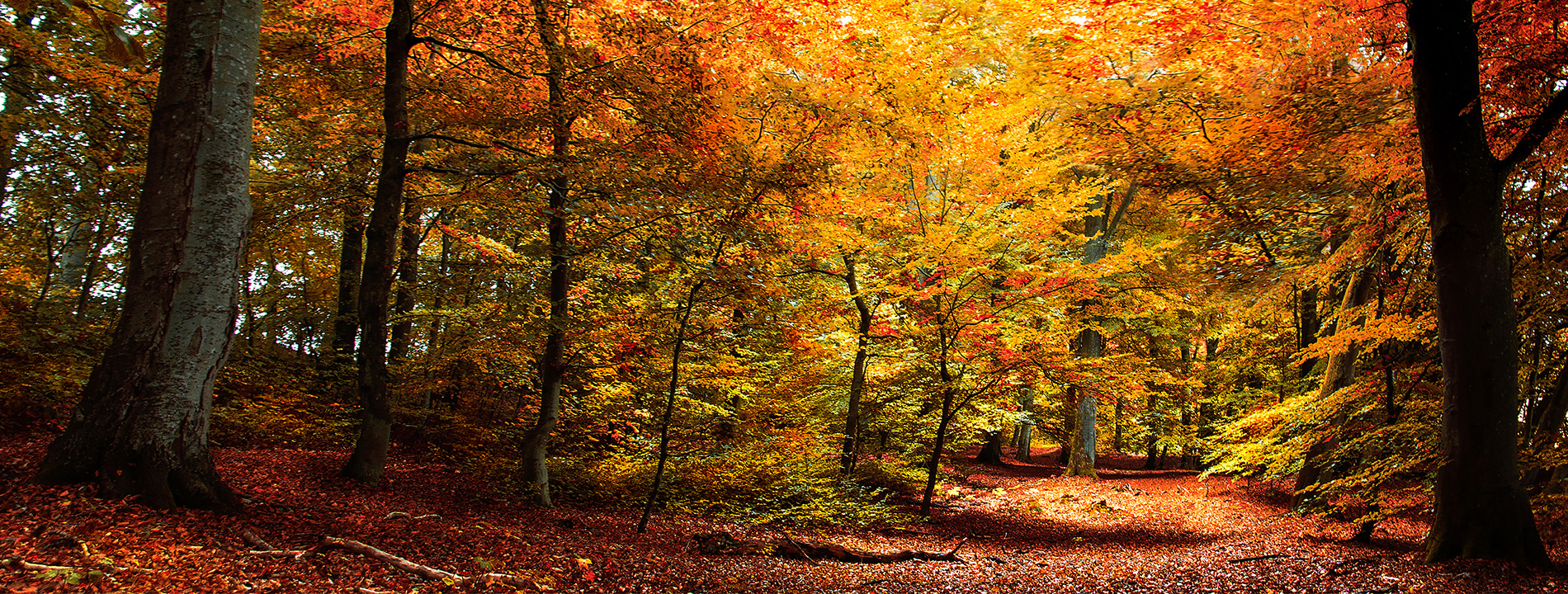 Trees in the fall.