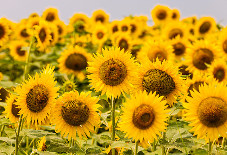 A field of sunflowers.