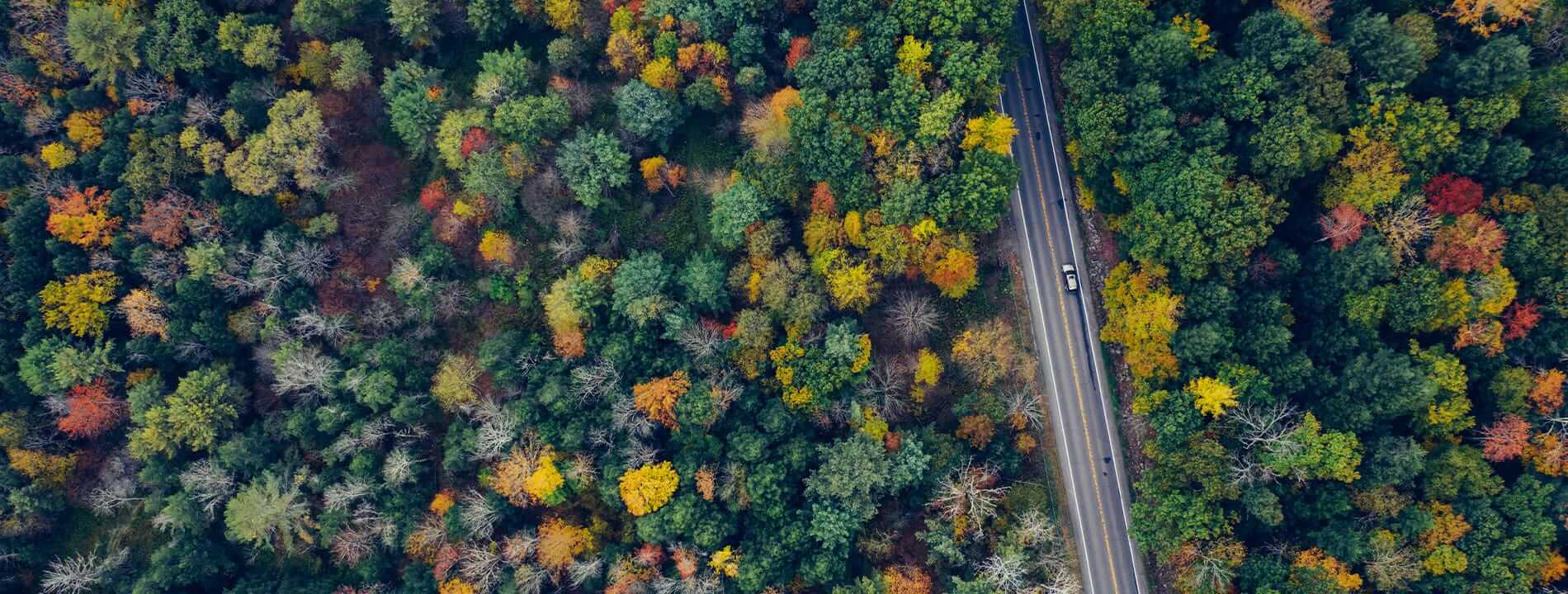 A road in between trees.