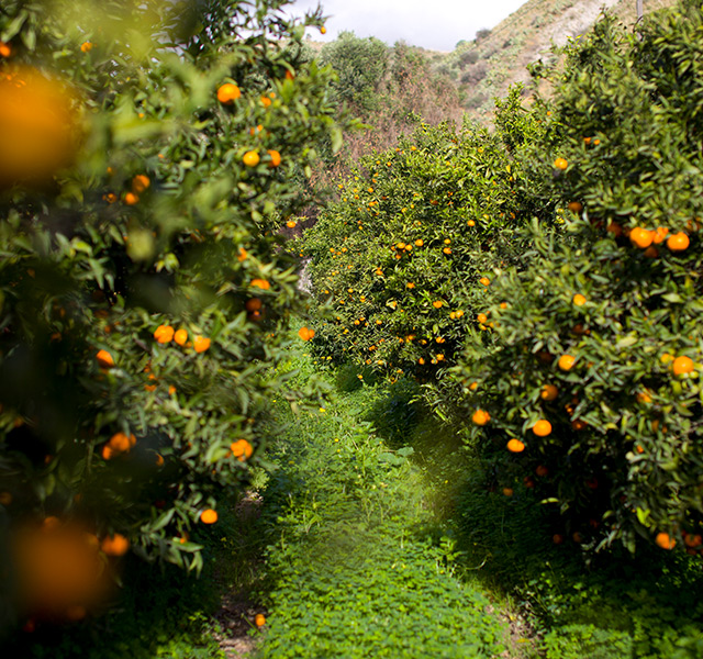 Field of oranges.