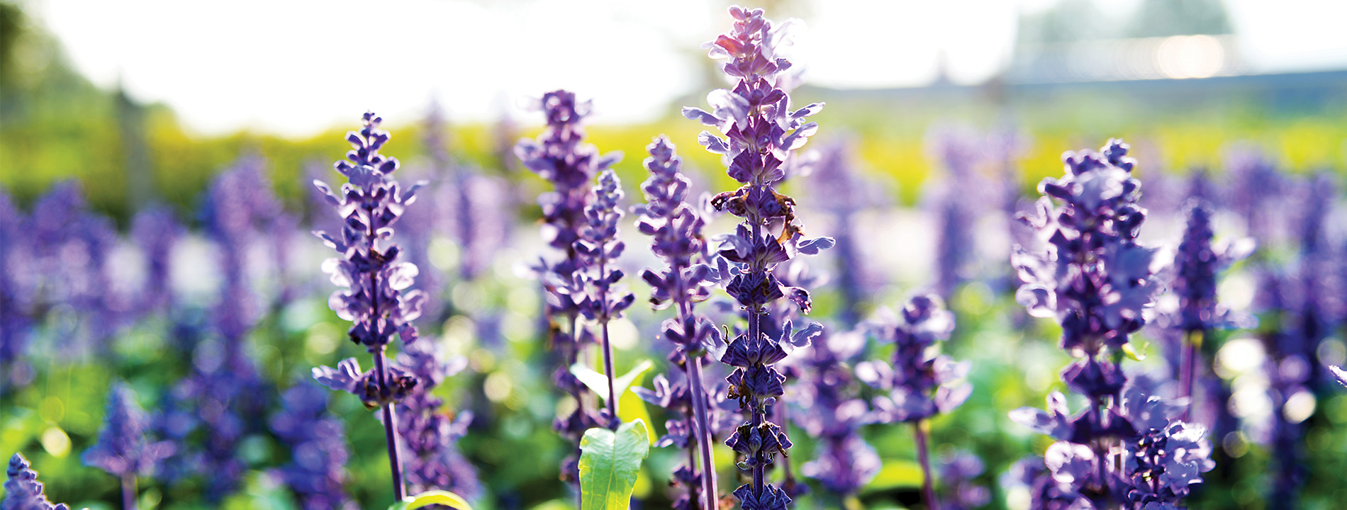 Purple flowers.