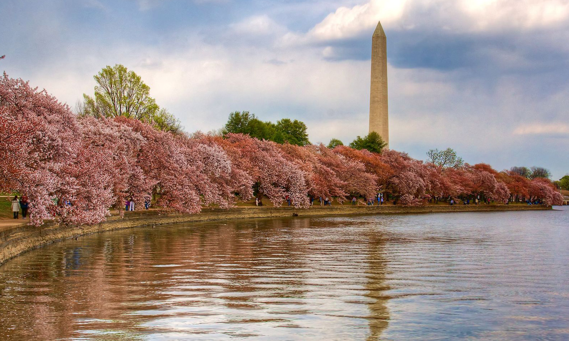 Cherry blossoms and The Washington Monument in Washington D.C.