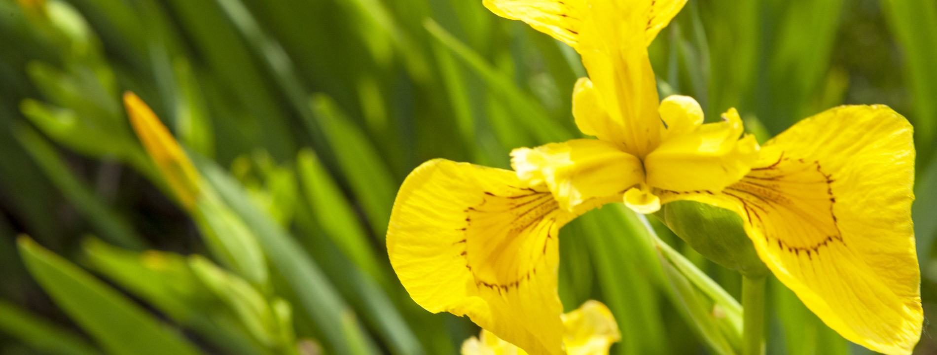 A yellow flower.